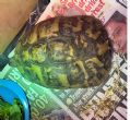 Hermanns : Female approx 40 years old (Lulu)